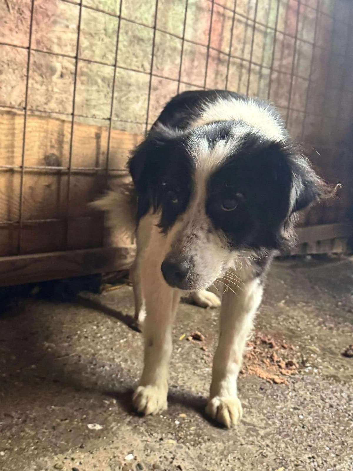 Terry, Mixed Breed (PennyPaws Rescue)