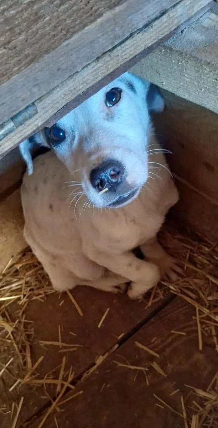 Rory, Mixed Breed (PennyPaws Rescue)