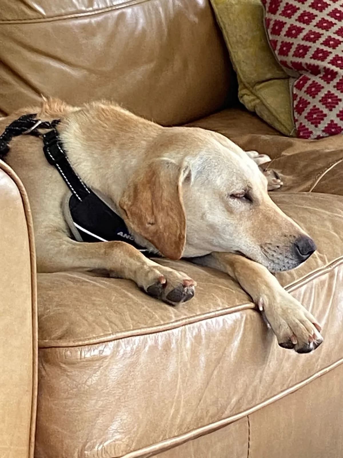 Star, Mixed Breed (PennyPaws Rescue)