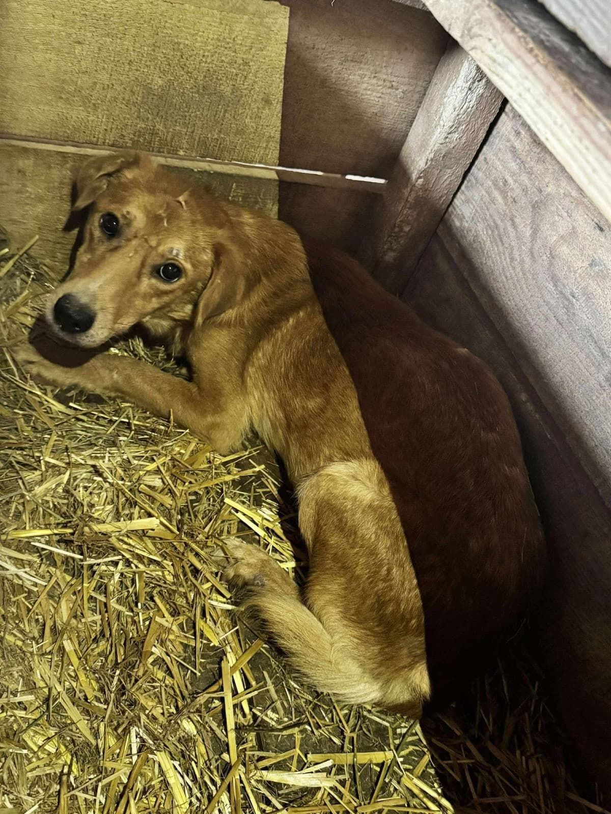 Phoenix, Mixed Breed (PennyPaws Rescue)