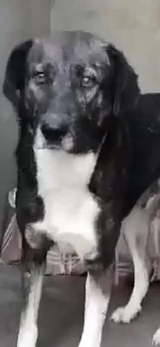 Jake, Mixed Breed (PennyPaws Rescue)
