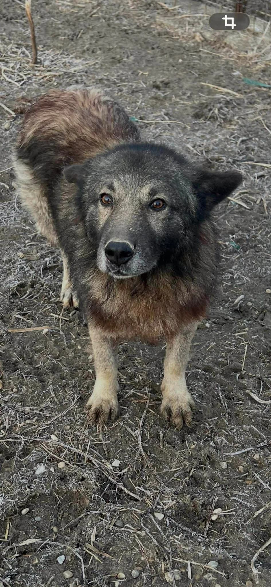 Scotty, Mixed Breed (PennyPaws Rescue)