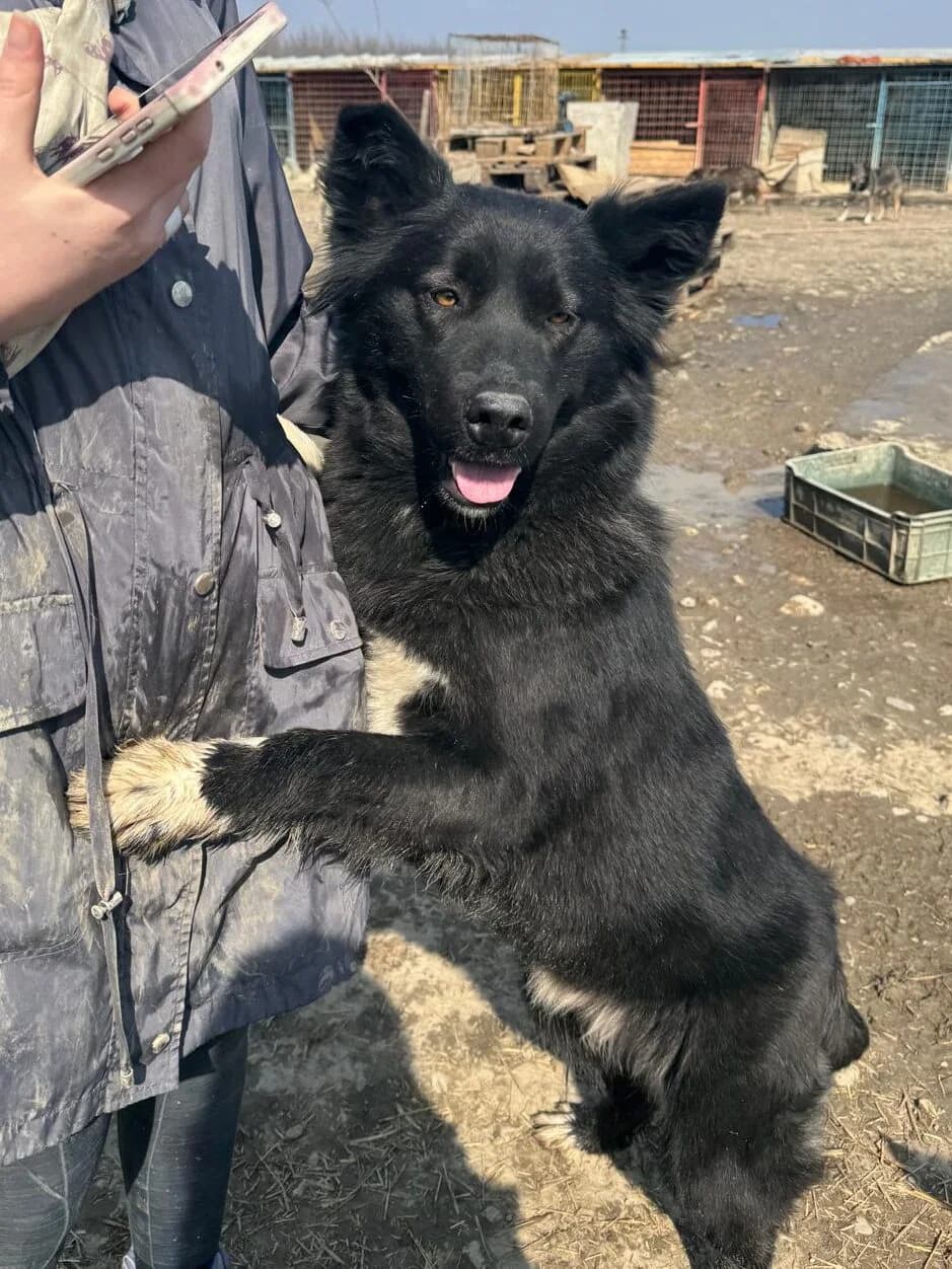 Kimmy, Mixed Breed (PennyPaws Rescue)