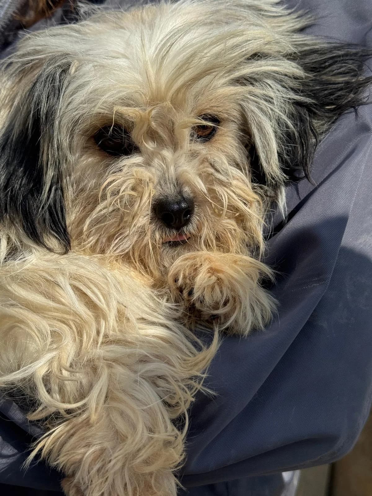Little Mae, Mixed Breed (PennyPaws Rescue)