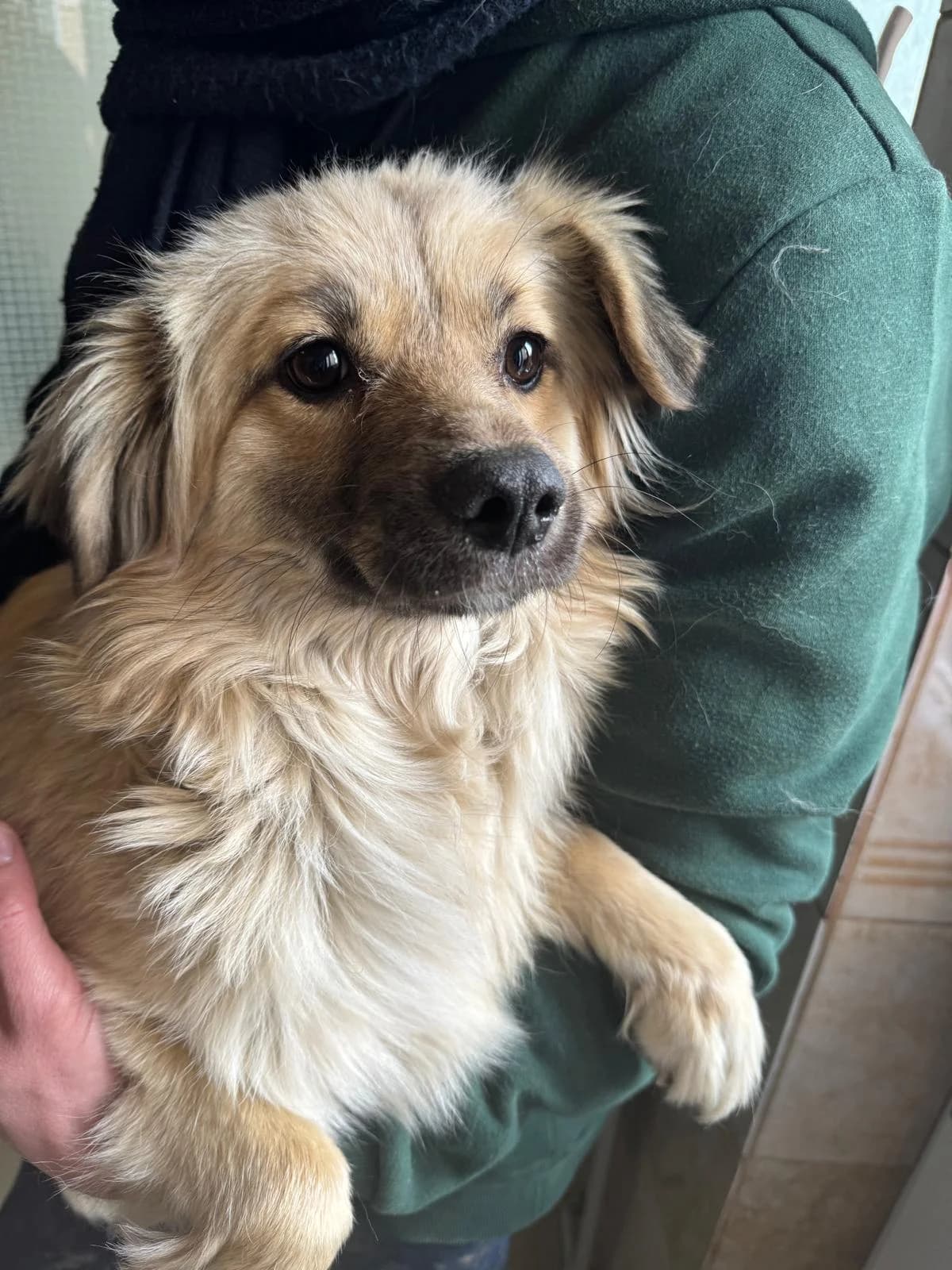 Alba, Mixed Breed (PennyPaws Rescue)