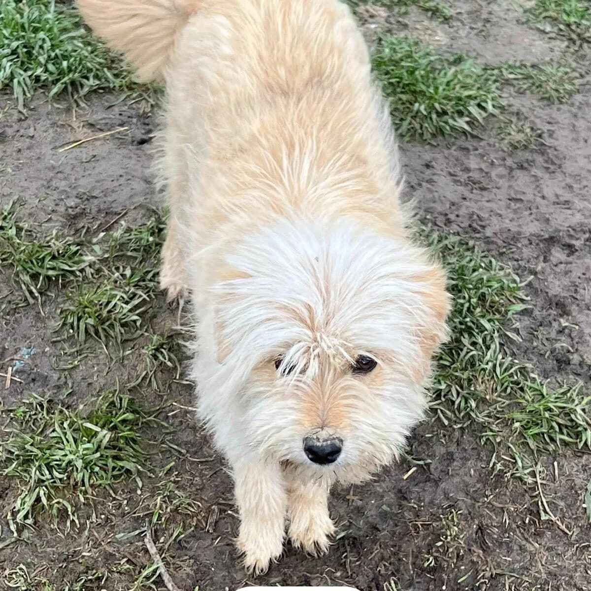 Tilly, Mixed Breed (PennyPaws Rescue)