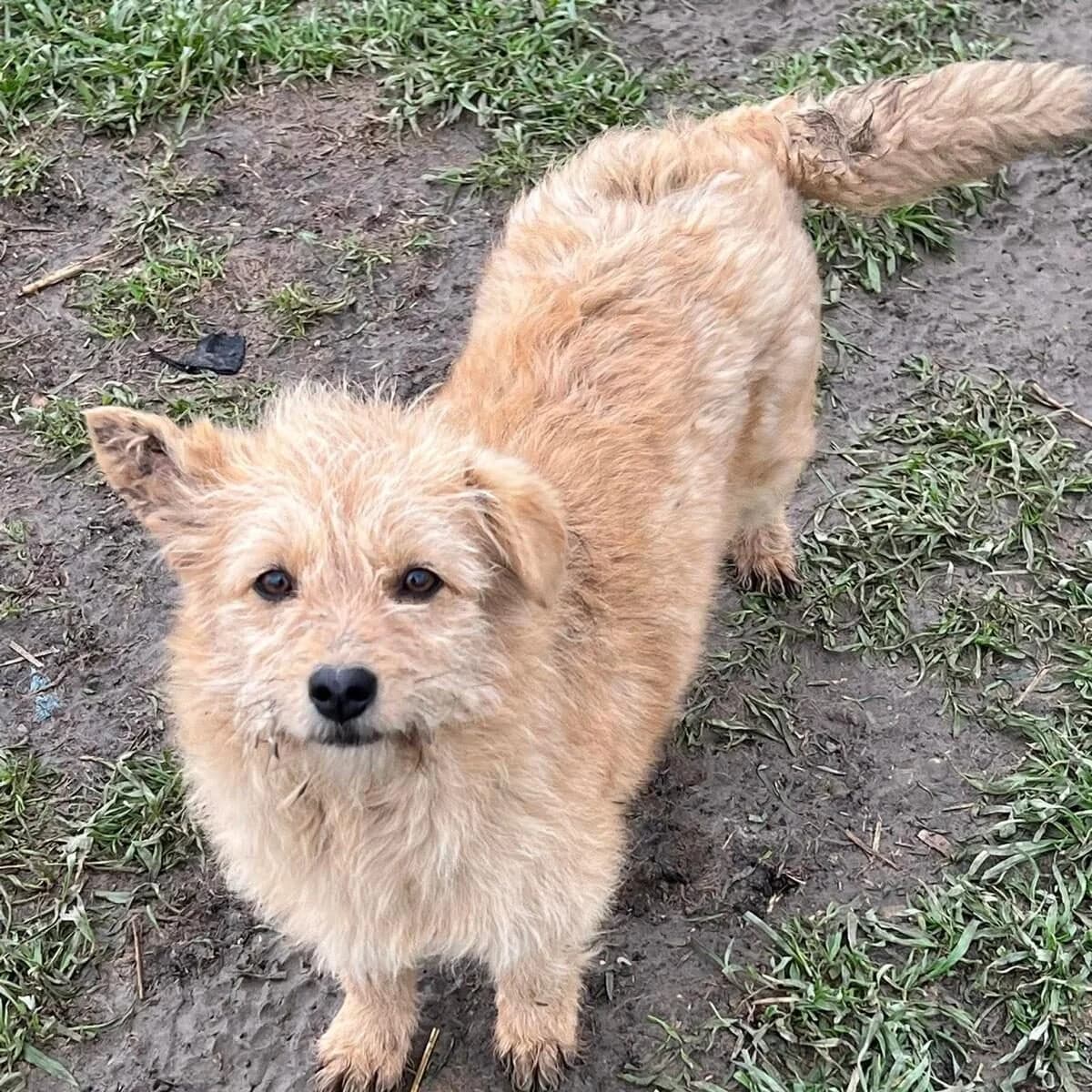 Dolly, Mixed Breed (PennyPaws Rescue)