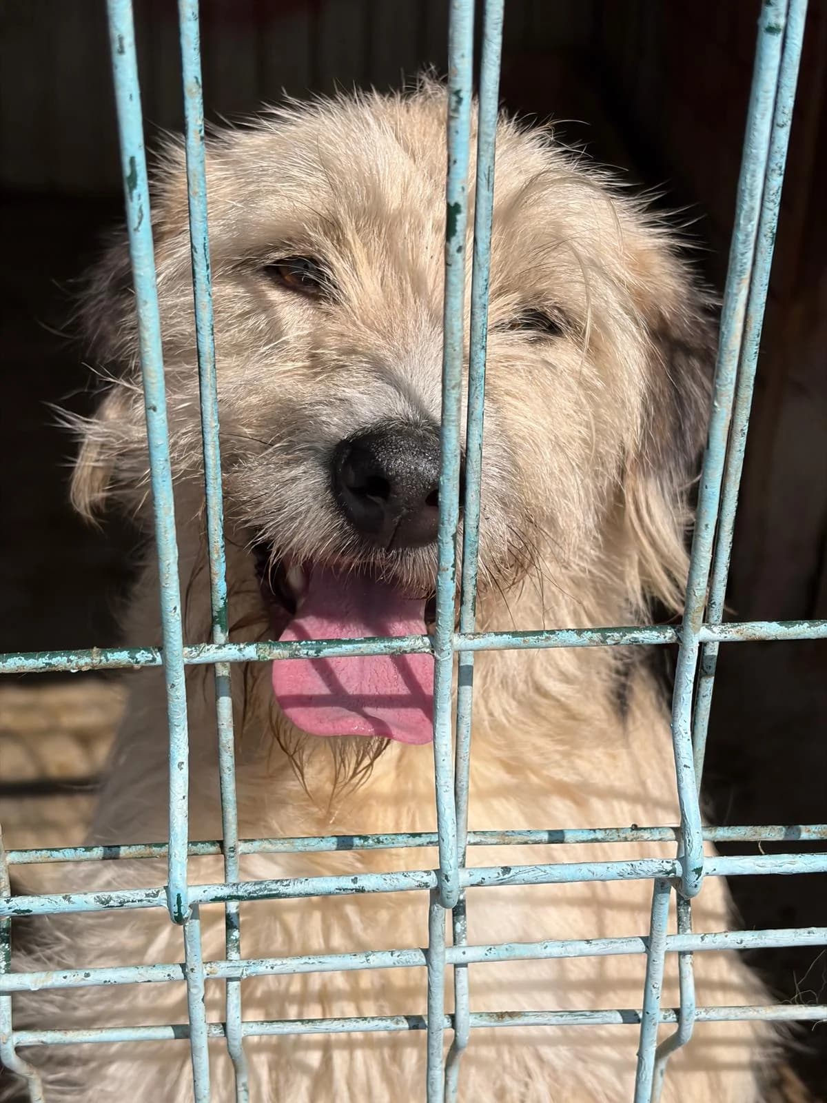 Liberty, Mixed Breed (PennyPaws Rescue)