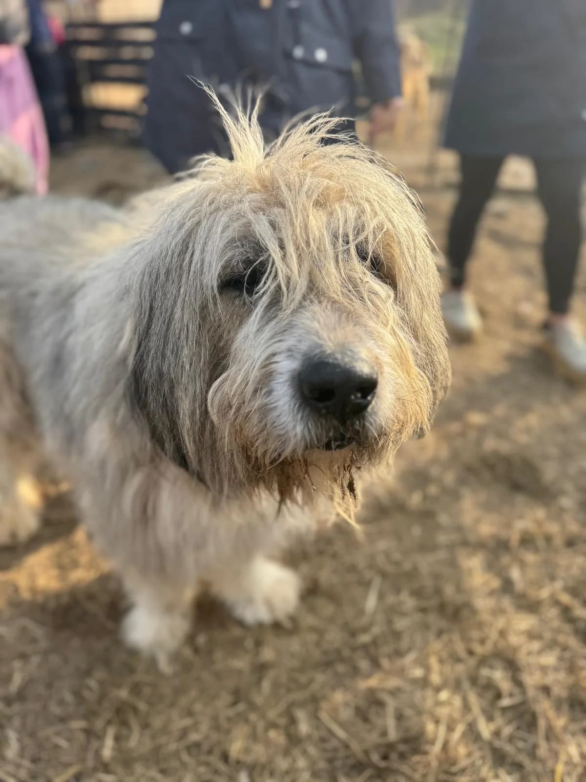 Snoopy, Mixed Breed (PennyPaws Rescue)