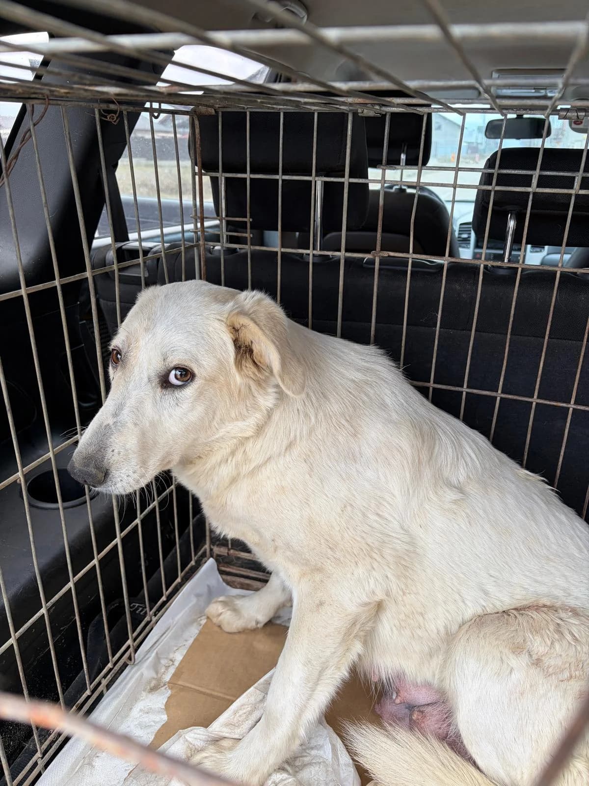 Phoebe, Mixed Breed (PennyPaws Rescue)
