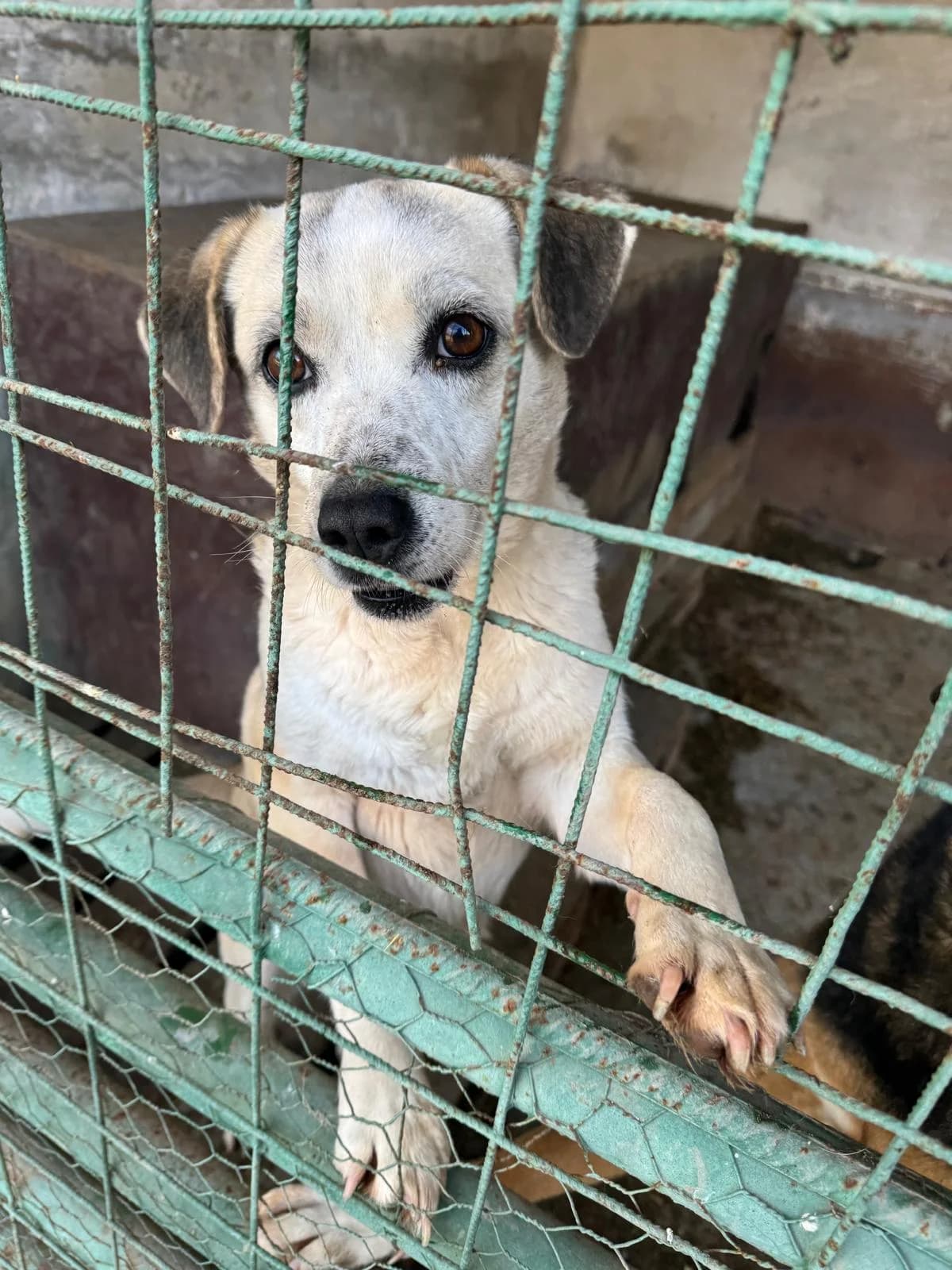 Bonnie, Mixed Breed (PennyPaws Rescue)