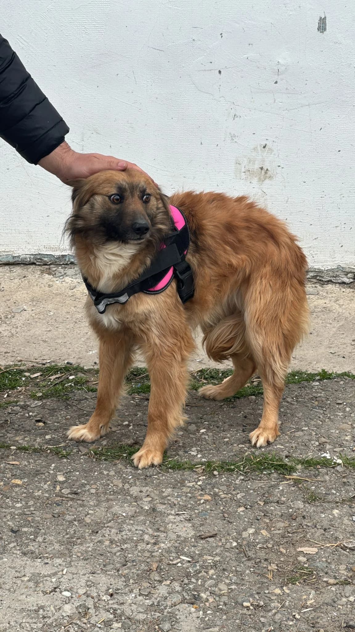 Amber, Mixed Breed (PennyPaws Rescue)