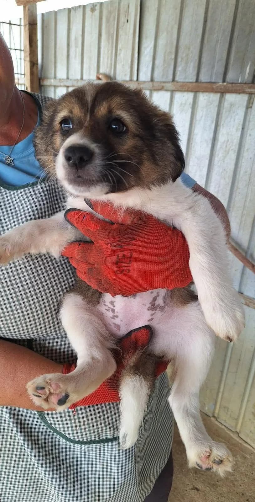 Aero, Mixed Breed (PennyPaws Rescue)