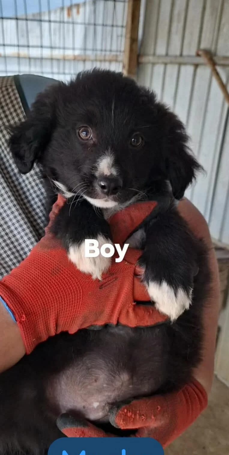 Meeko, Mixed Breed (PennyPaws Rescue)