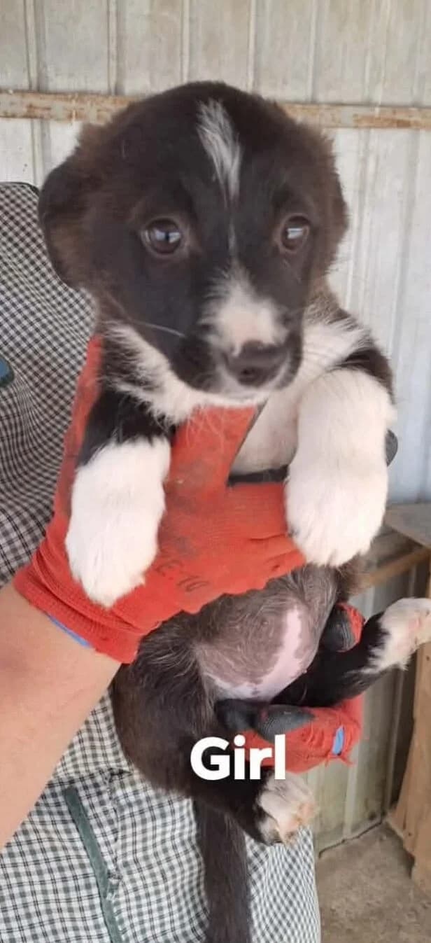 Buttons, Mixed Breed (PennyPaws Rescue)