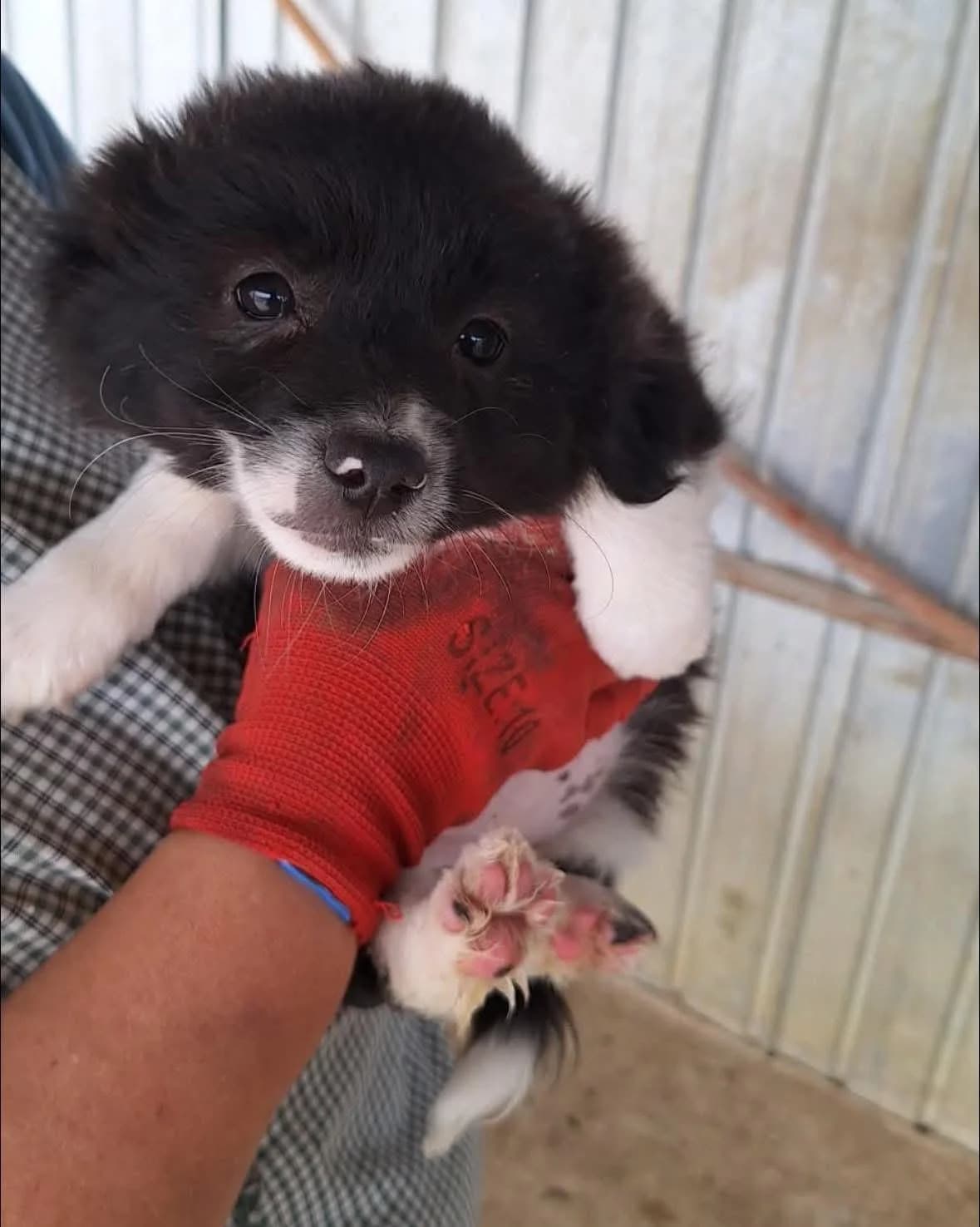 Lilo, Mixed Breed (PennyPaws Rescue)