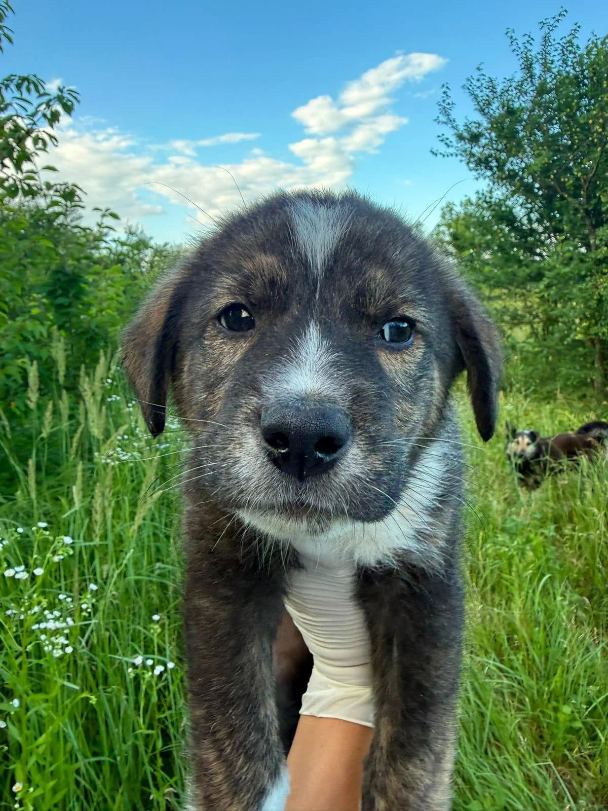 Teddy, male puppy Mixed Breed for adoption at PennyPaws Rescue