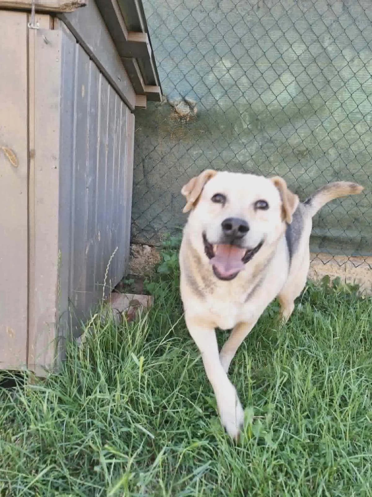 Bear, male senior Mixed Breed for adoption at PennyPaws Rescue