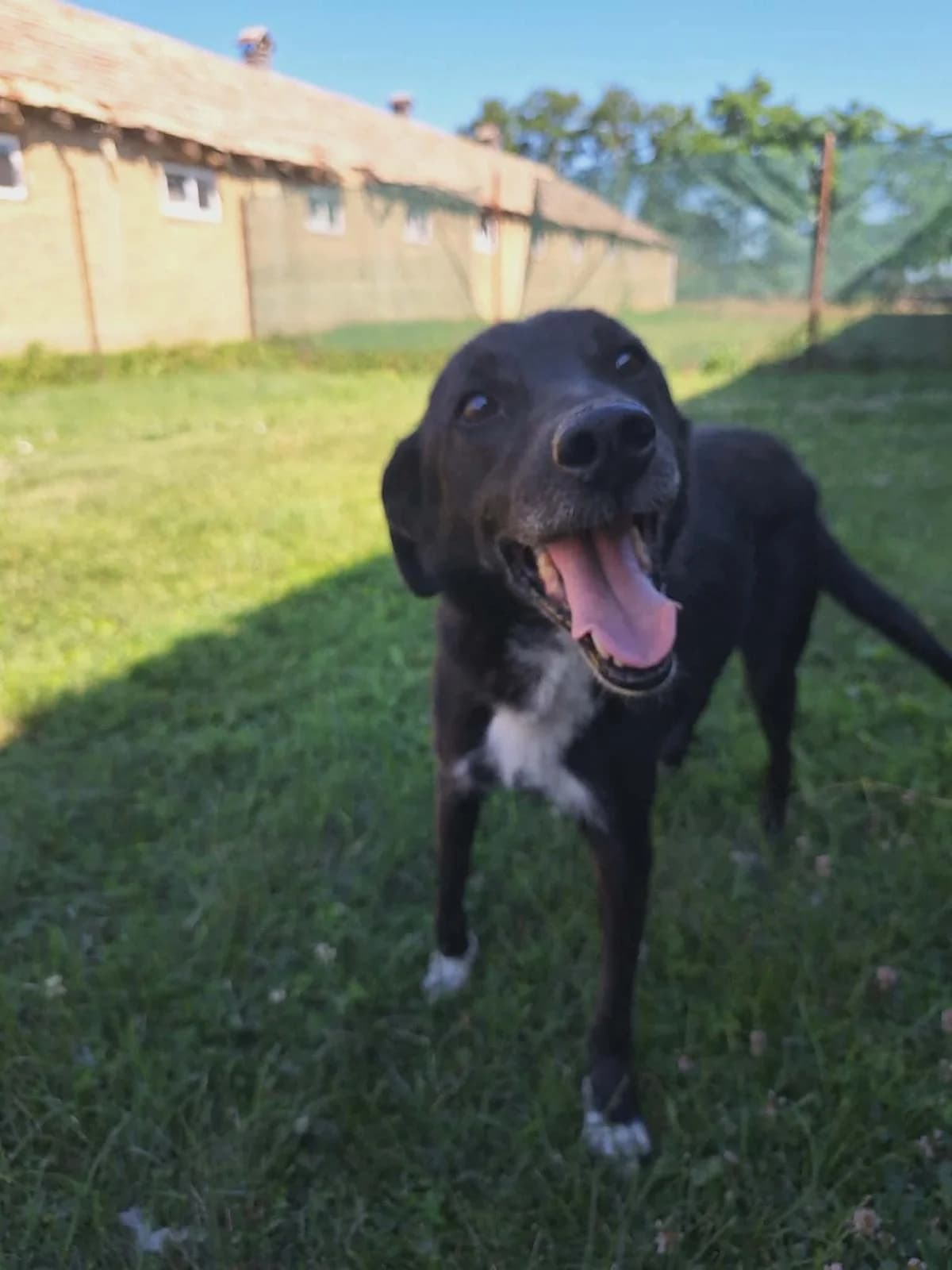 Nessie, female senior Mixed Breed for adoption at PennyPaws Rescue