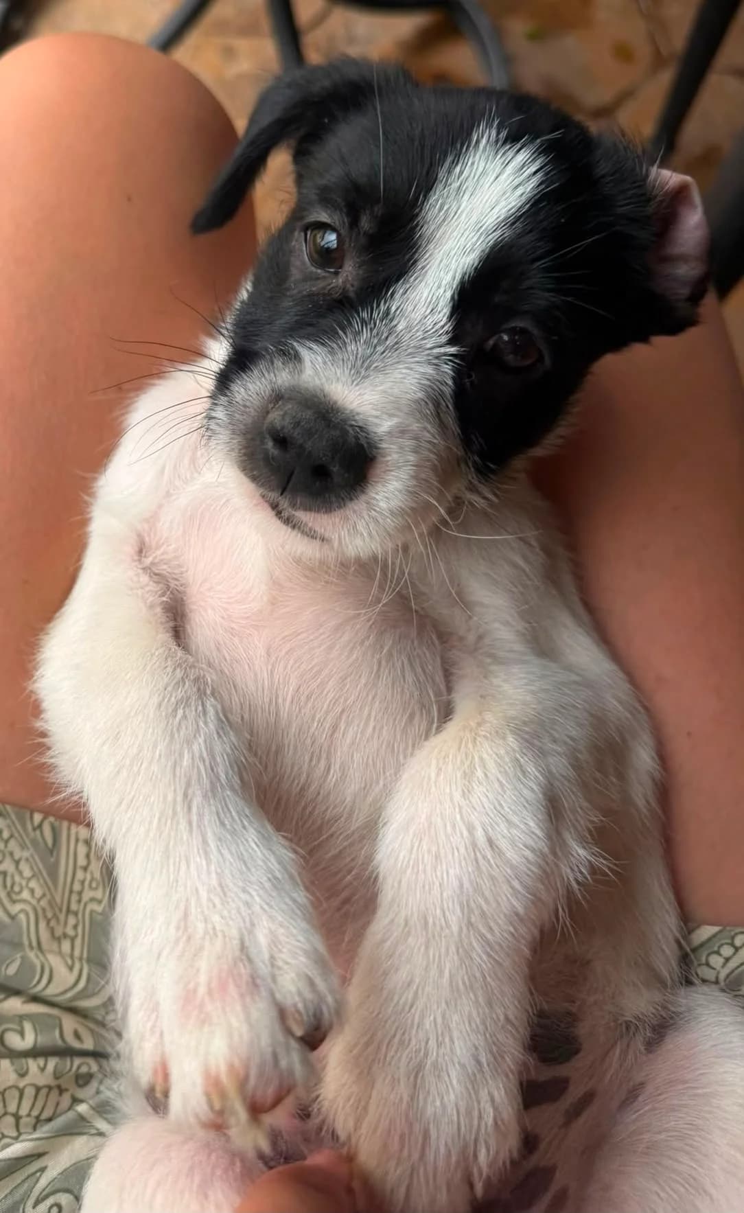 Scooby, male puppy Mixed Breed for adoption at PennyPaws Rescue