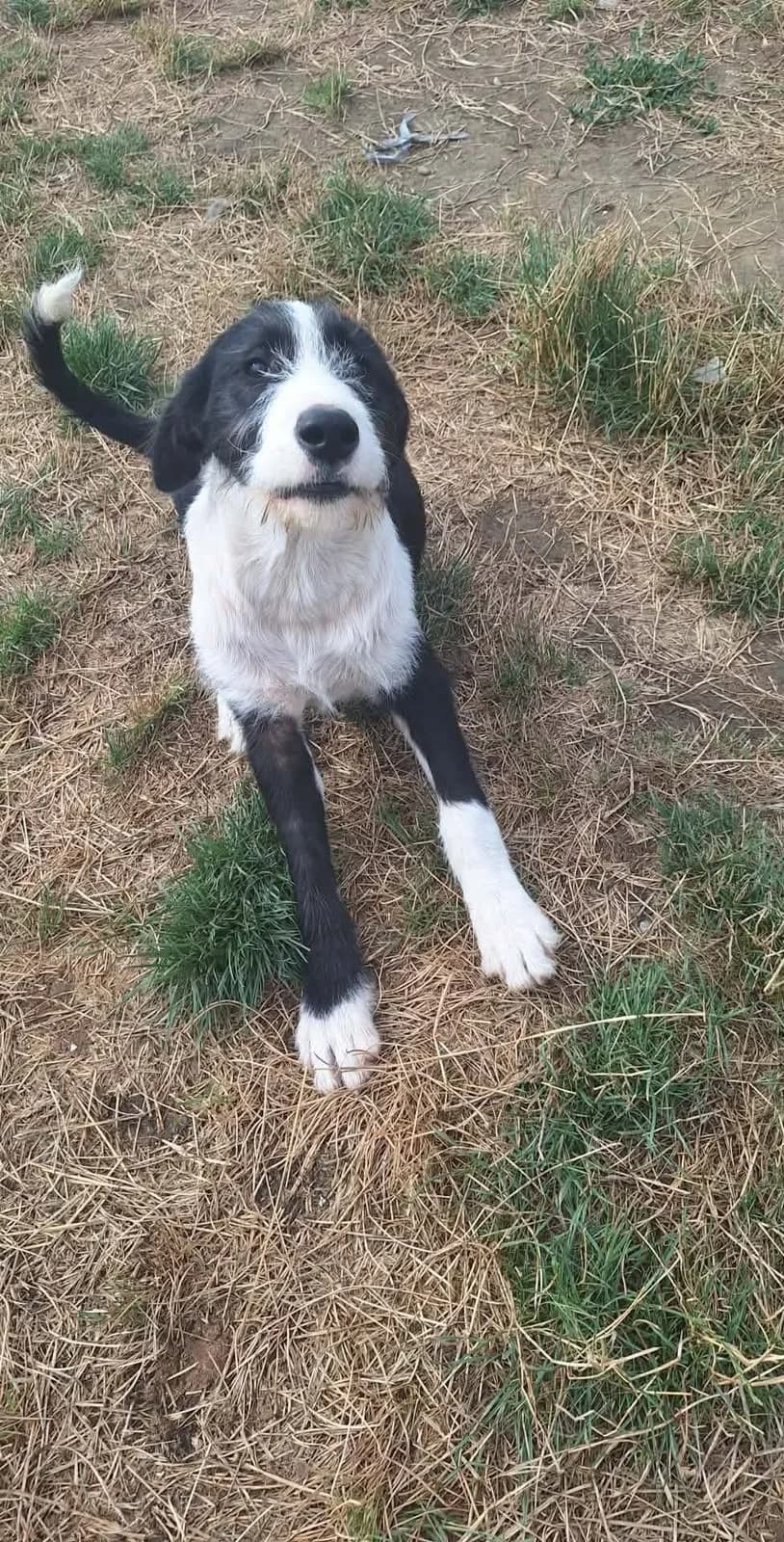 Jude, male puppy Mixed Breed for adoption at PennyPaws Rescue