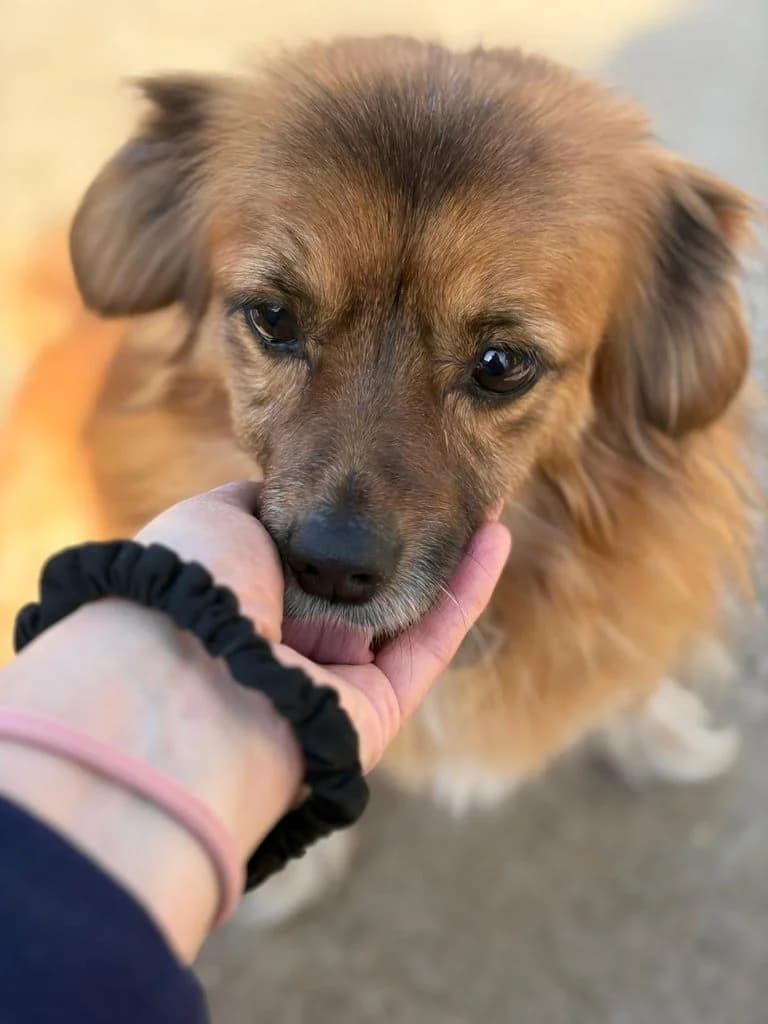 Maple, female senior Mixed Breed for adoption at PennyPaws Rescue