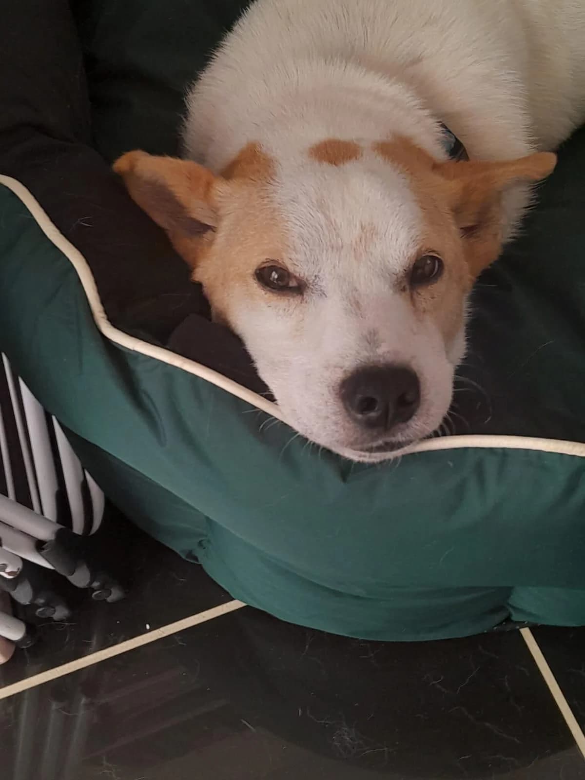 Jack, male senior Mixed Breed for adoption at PennyPaws Rescue