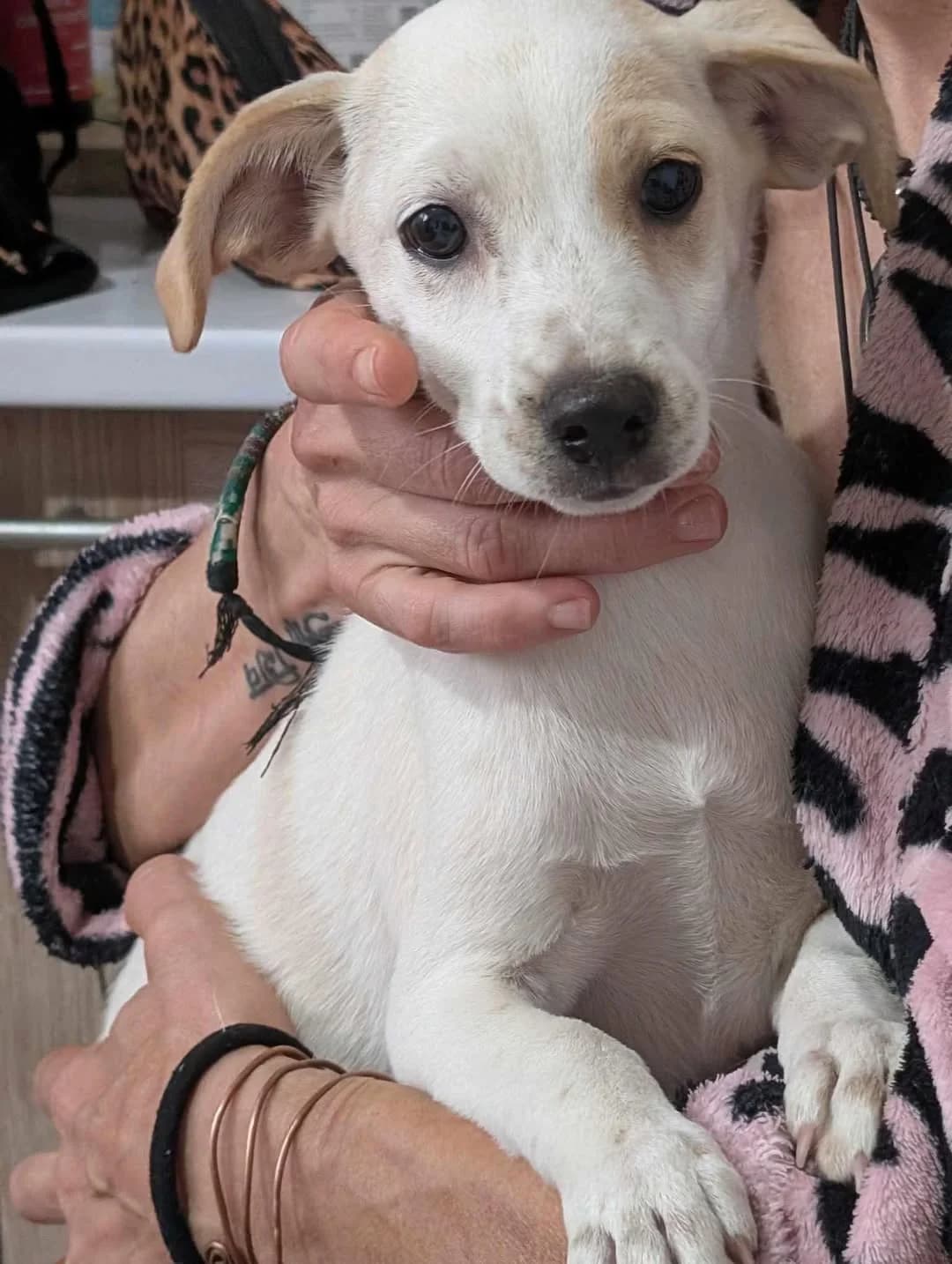 Caramel, Mixed Breed (PennyPaws Rescue)