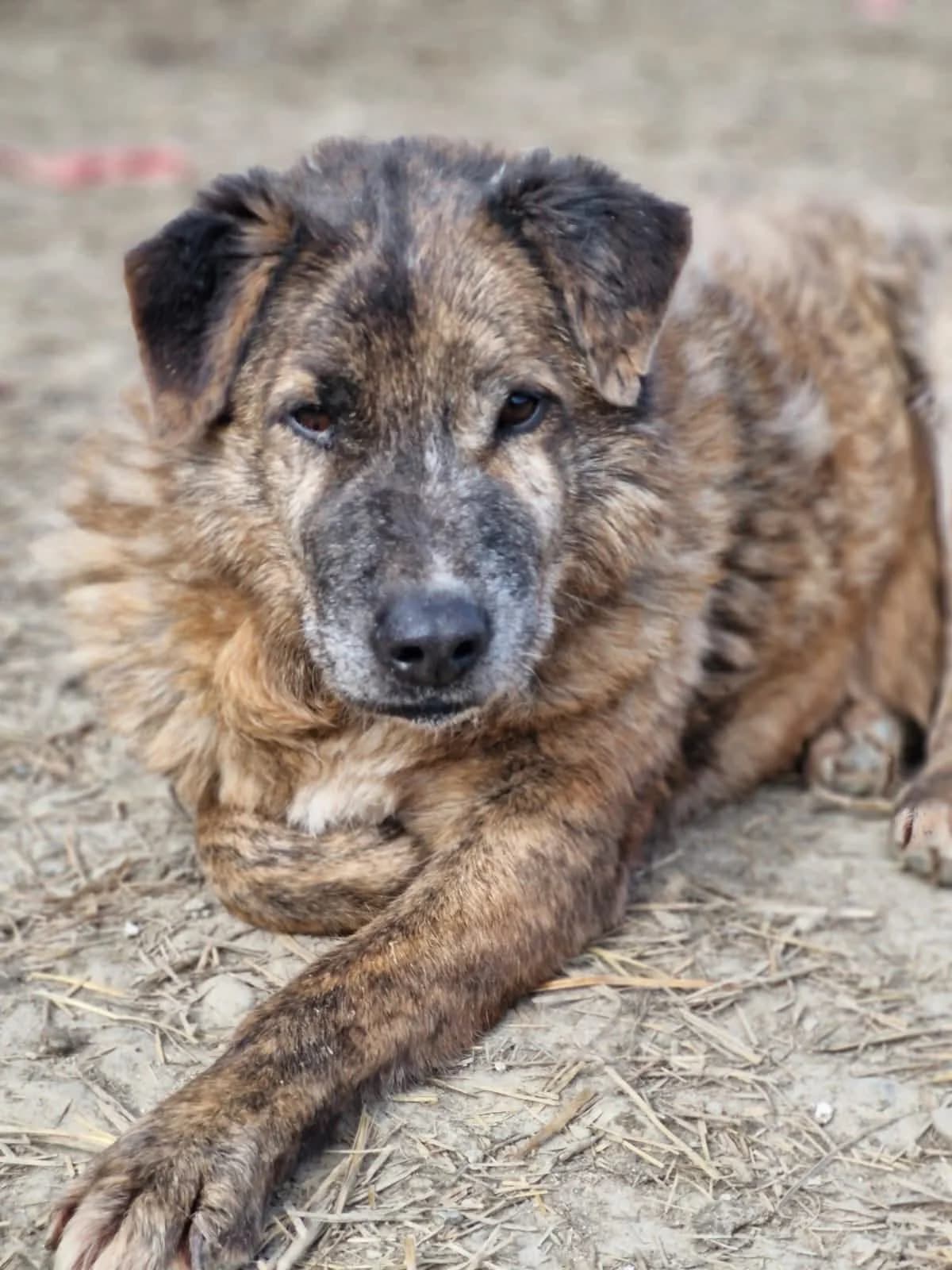 Ben, Mixed Breed (PennyPaws Rescue)