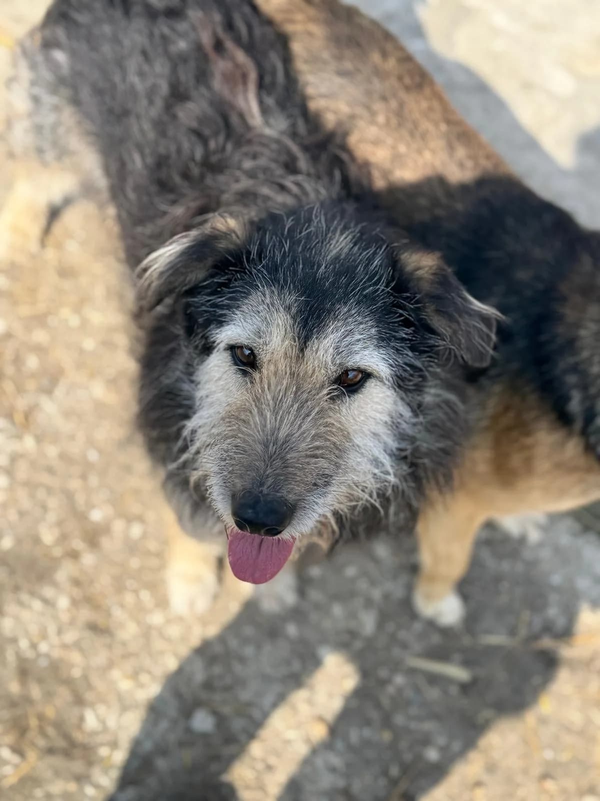 Pip, Mixed Breed (PennyPaws Rescue)