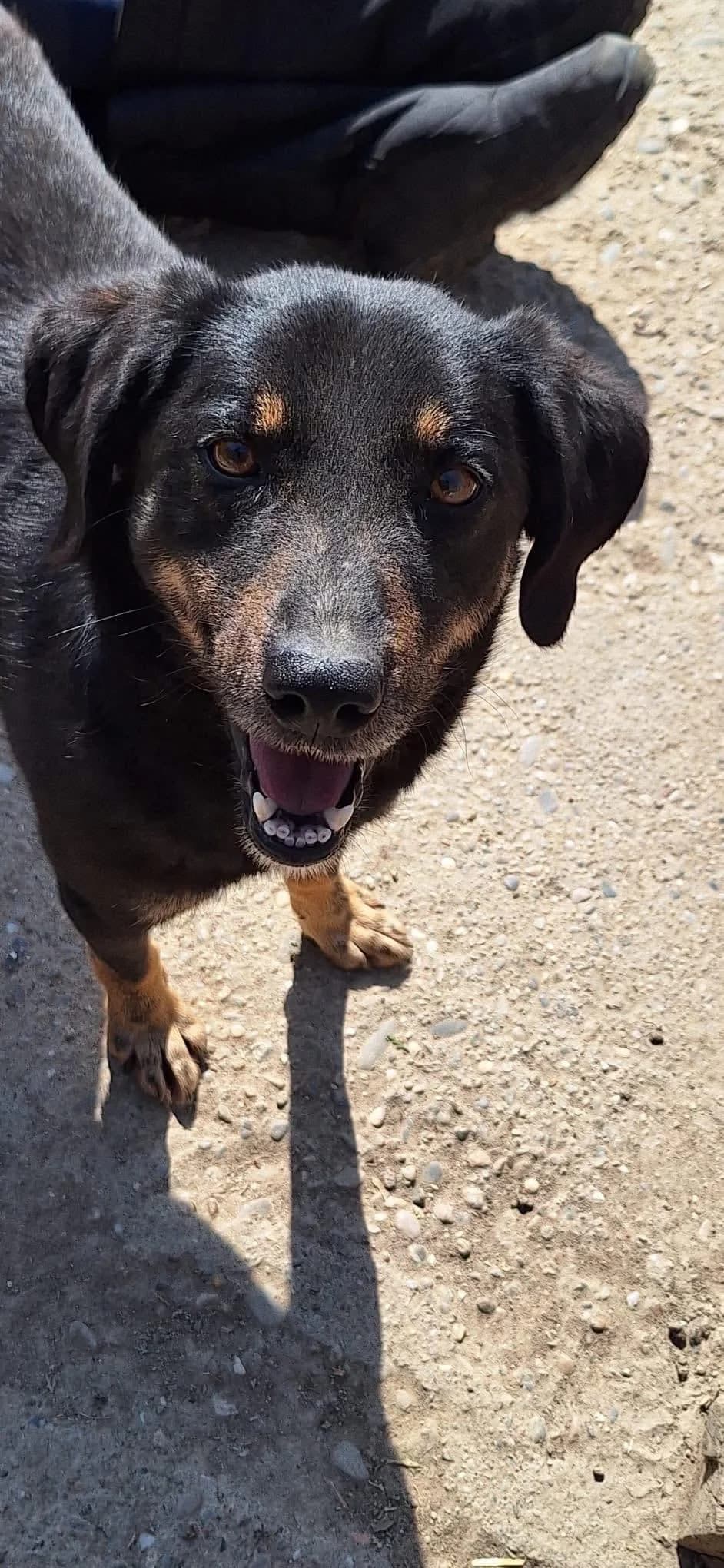 Daphne, Mixed Breed (PennyPaws Rescue)