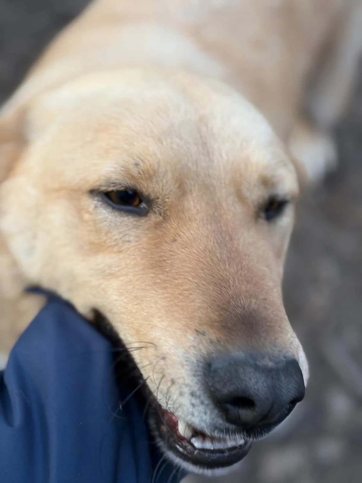Rolly, Mixed Breed (PennyPaws Rescue)