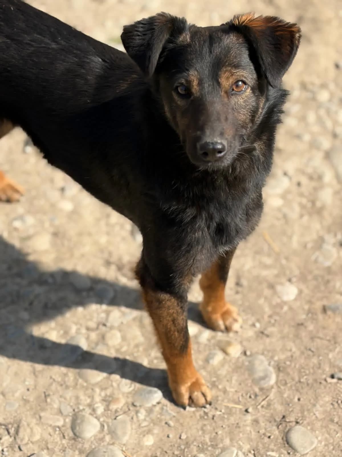 Princess, Mixed Breed (PennyPaws Rescue)