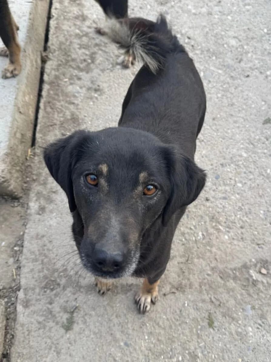 Velma, Mixed Breed (PennyPaws Rescue)