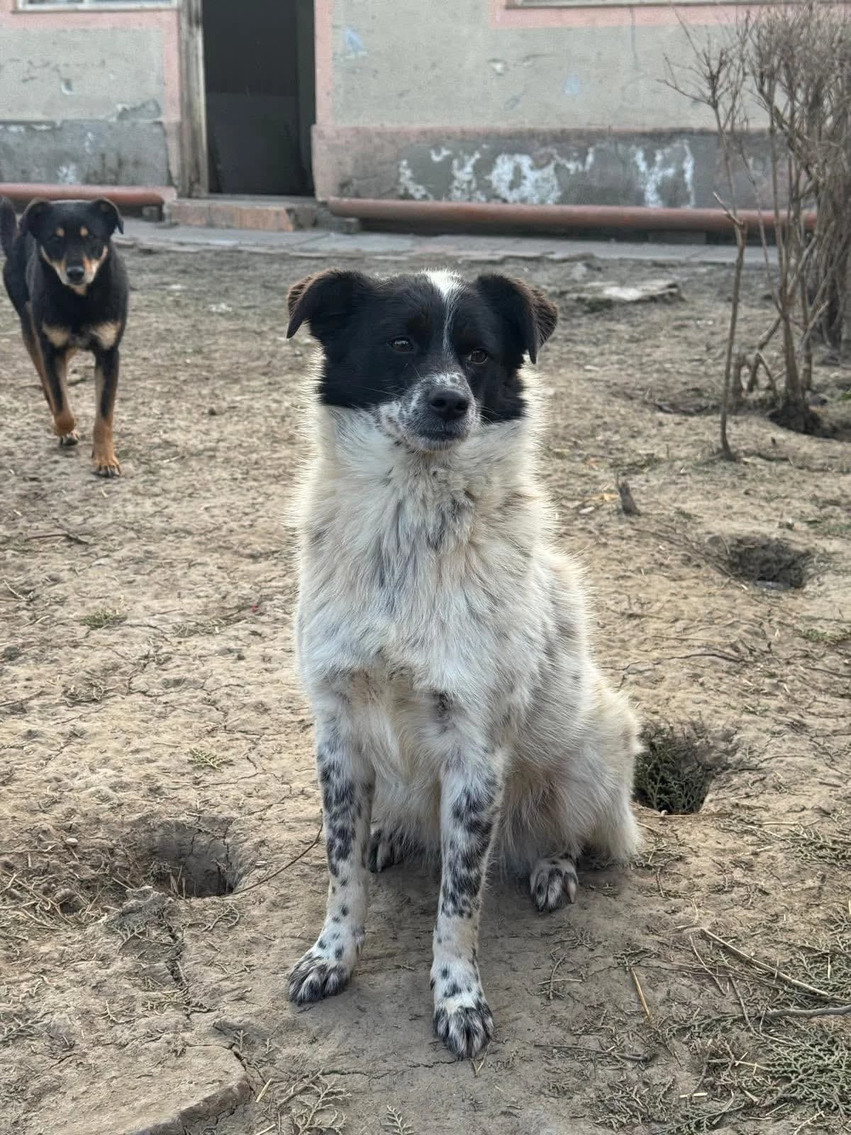 Sage, Mixed Breed (PennyPaws Rescue)