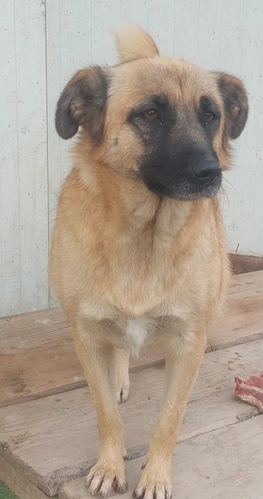 Darcy, Mixed Breed (PennyPaws Rescue)