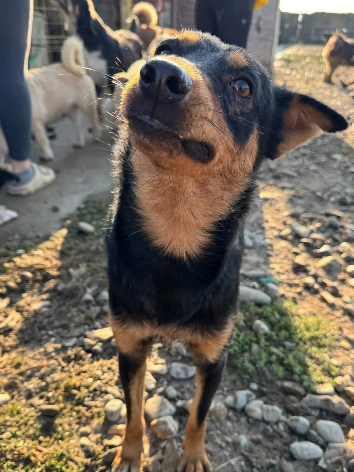 Shadow, Mixed Breed (PennyPaws Rescue)