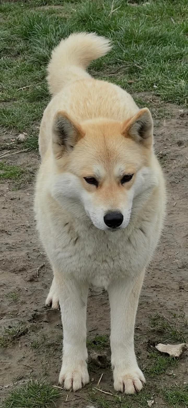 Suki, Mixed Breed (PennyPaws Rescue)