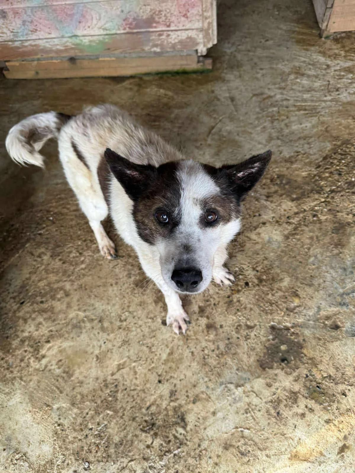 Glen, Mixed Breed (PennyPaws Rescue)