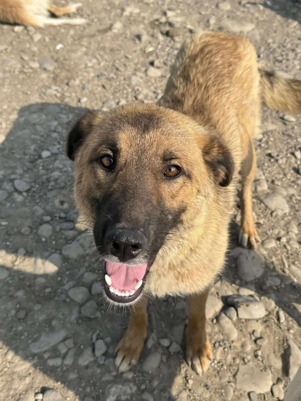 Epiphany, Mixed Breed (PennyPaws Rescue)