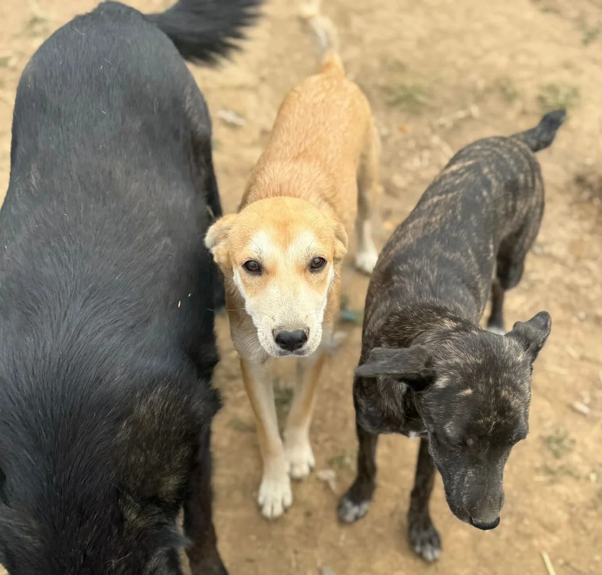Cindy, Mixed Breed (PennyPaws Rescue)
