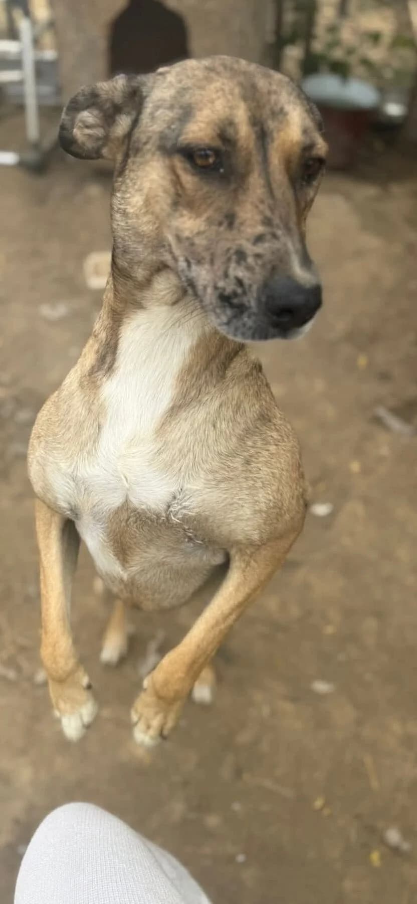 Cherry, Mixed Breed (PennyPaws Rescue)