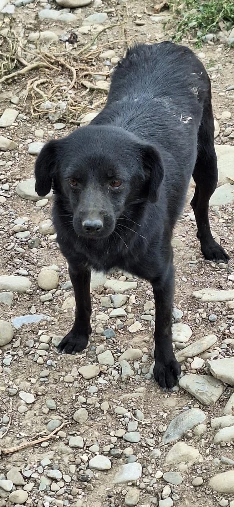 Ebony, Mixed Breed (PennyPaws Rescue)