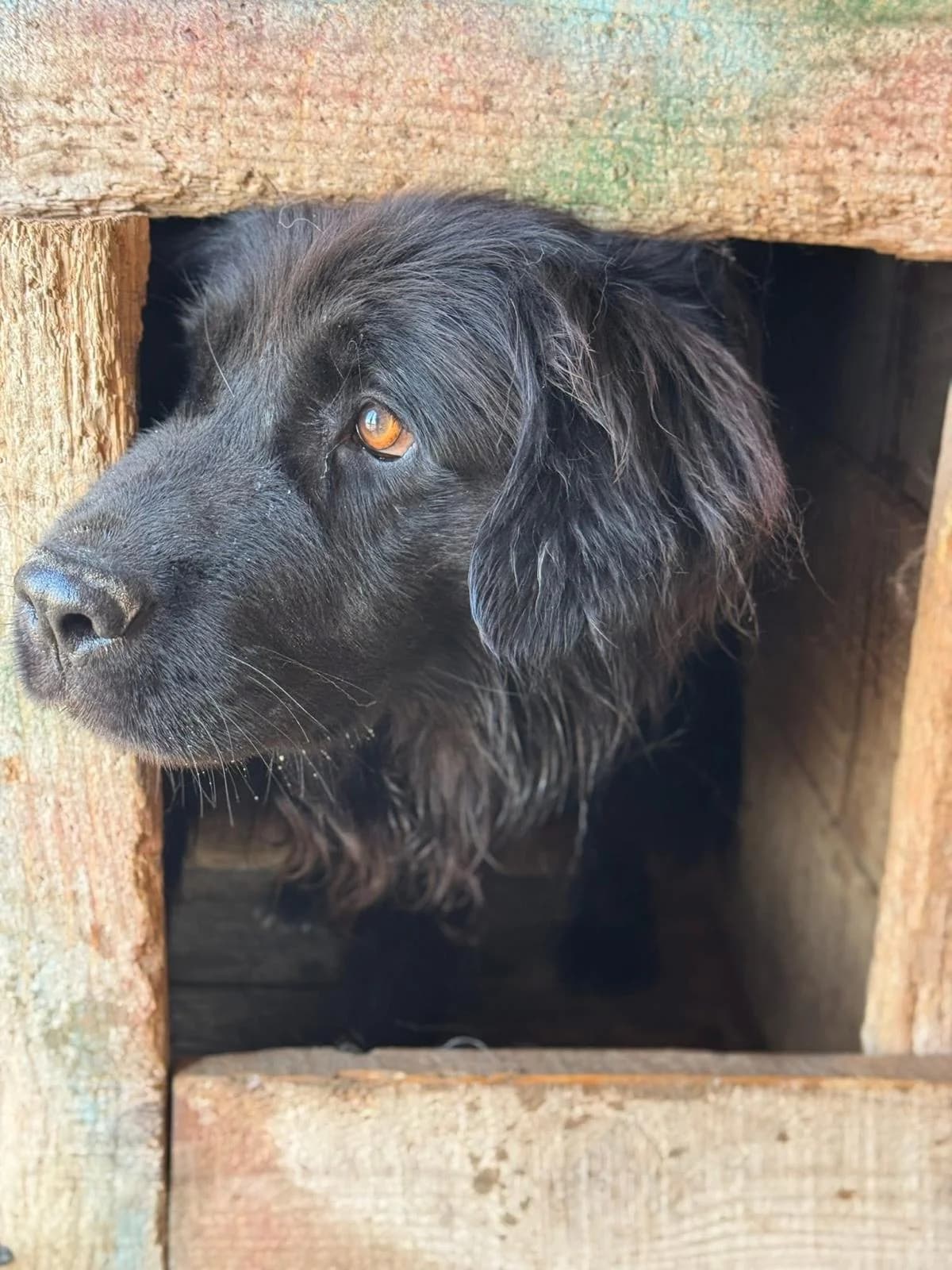 Buddy, Mixed Breed (PennyPaws Rescue)
