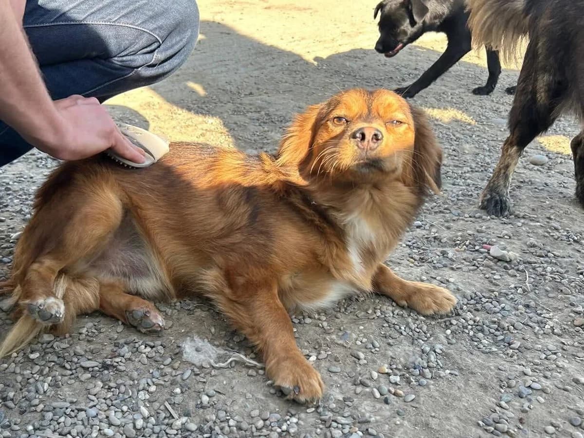 Billy Jnr, Mixed Breed (PennyPaws Rescue)