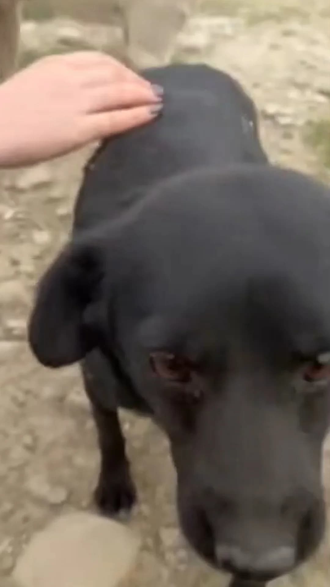 Raven, Mixed Breed (PennyPaws Rescue)