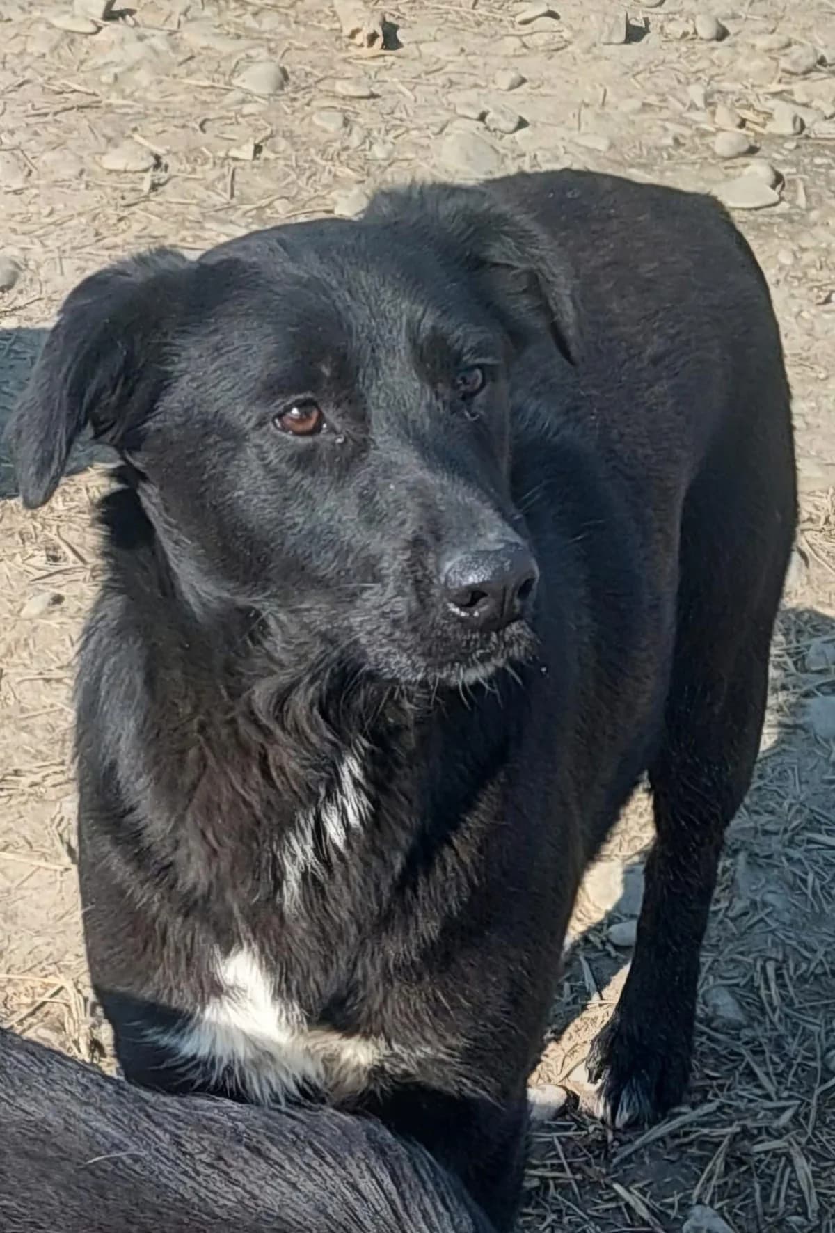 Peggy, Mixed Breed (PennyPaws Rescue)