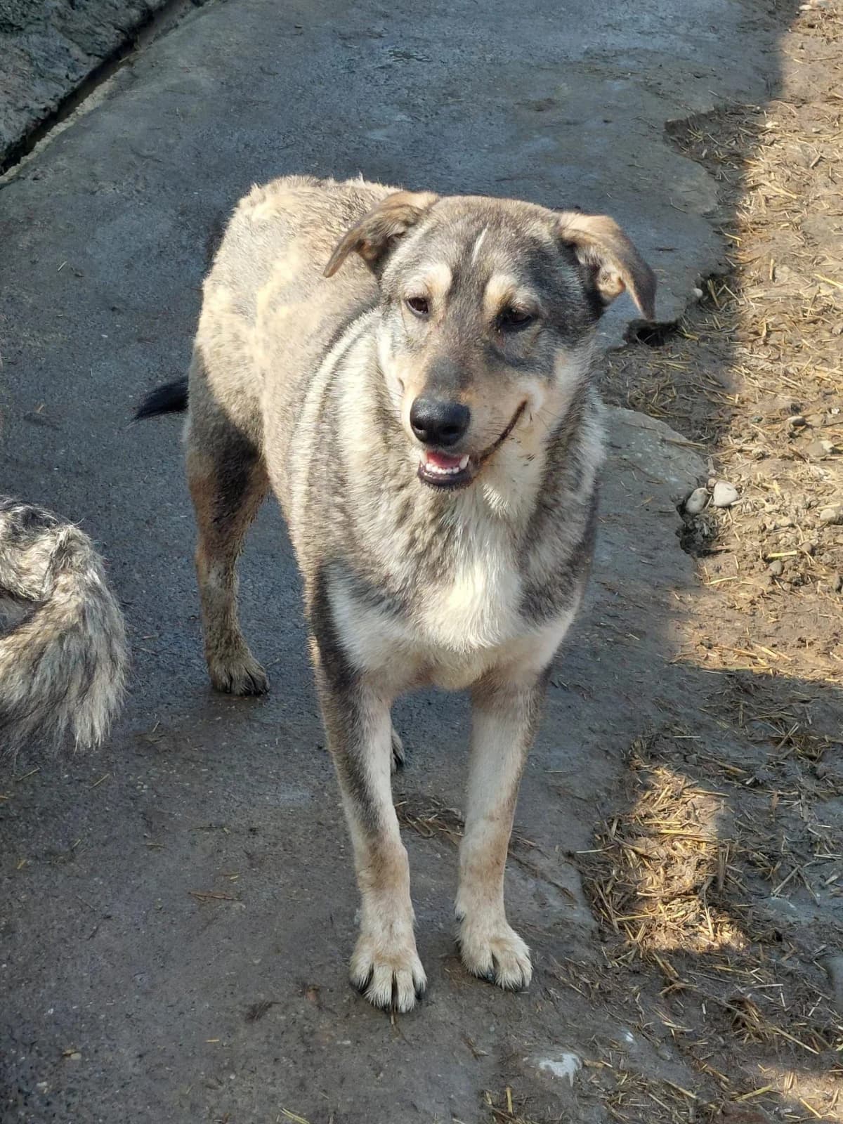 Paddy, Mixed Breed (PennyPaws Rescue)