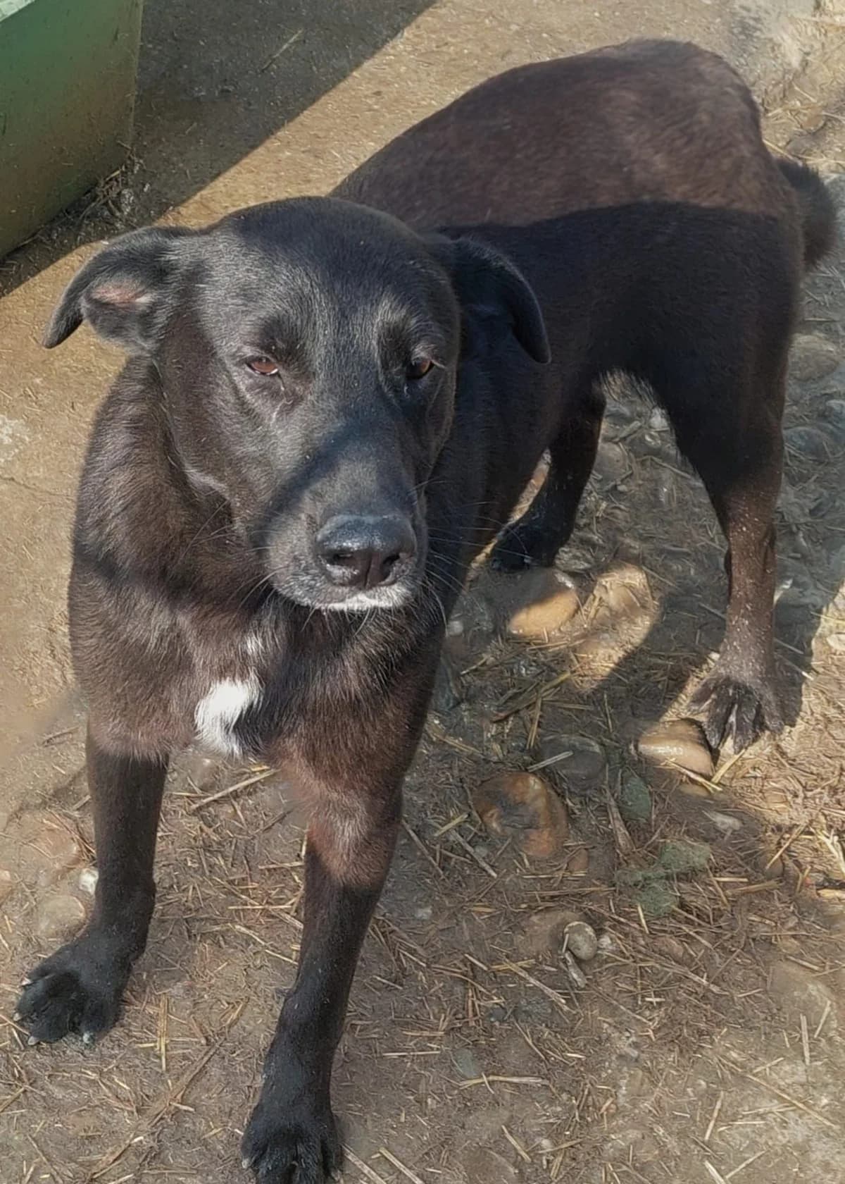 Pluto, Mixed Breed (PennyPaws Rescue)