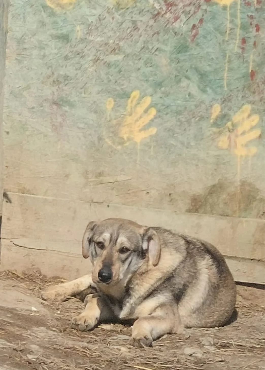 Pippa, Mixed Breed (PennyPaws Rescue)